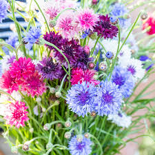 Cornflower Polka flower seeds