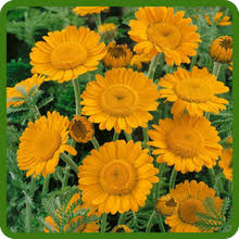 Orange Marguerite flower seeds
