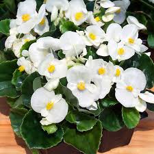 White Begonia flower seeds