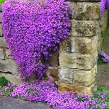 Lavender Aubrieta flower seeds