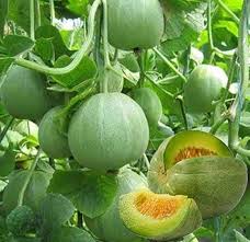 Egusi Melon Seeds for Planting – Cucumeropsis mannii Garden Seeds