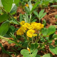 Peanut flower seeds