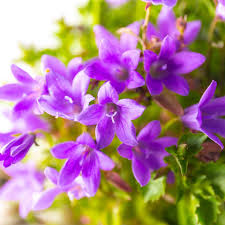 Purple Portenschlagiana flower seeds
