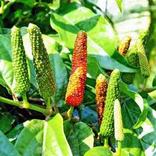 Long Pepper Seeds