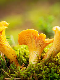Girolle Mushroom Seeds for Planting – Heirloom Non-GMO Garden Seeds