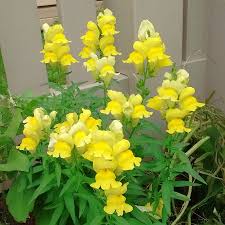 Golden Snapdragon flower seeds