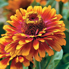 Zowie flower seeds