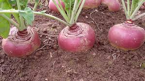 Swede Seeds for Planting – Heirloom Non-GMO Garden Seeds