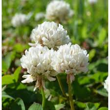 Dutch flower seeds