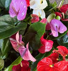 Multi-Colour Anthurium flower seeds