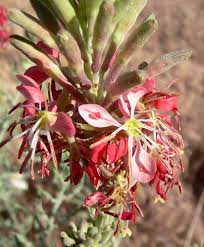Red Gaura flower seeds