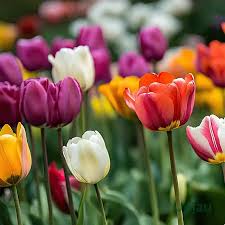 Tulips flower seeds