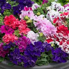 Double Petunia flower seeds