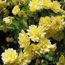 Rosa Banksia flower seeds