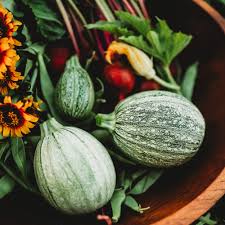 Ronde de Nice Zucchini Seeds for Planting – Heirloom Summer Squash Seeds