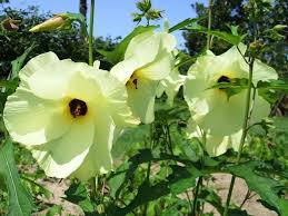 Hibiscus Abelmoschus flower seeds