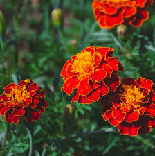 Maroon Tagetes flower seeds