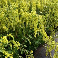 Yellow Chiastophyllum flower seeds