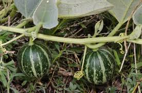 Calabazilla Gourd Seeds for Planting – Heirloom Garden Seeds