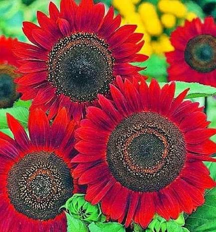 Maroon Sunflower Flower Seeds for Planting – Deep Red Sunflower Seeds