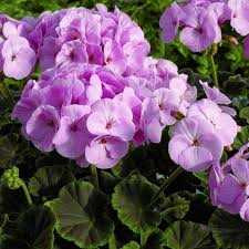 Light Purple flower seeds