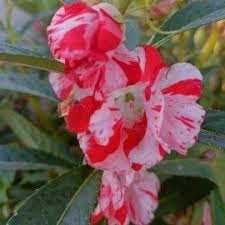 White Red flower seeds