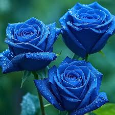 Dark Blue flower seeds
