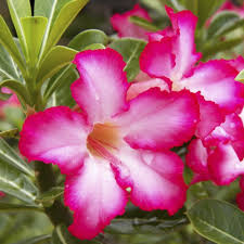 Red Pink flower seeds