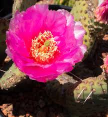 Pink Opuntia flower seeds