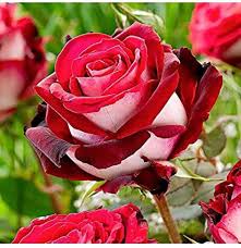 Osiria Rose flower seeds