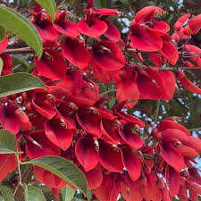 Dark Orange flower seeds