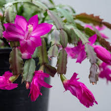 Purple Schlumbergera flower seeds