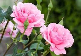 Baby Pink flower seeds