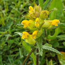 Rattle flower seeds