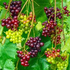 Mixed Grape Fruit Seeds for Planting – Heirloom Non-GMO Garden Seeds