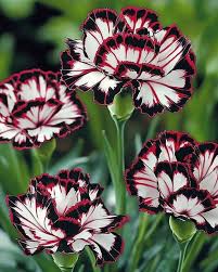 Maroon White flower seeds