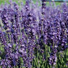 Lavender Provence flower seeds