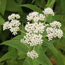 White Eupatorium flower seeds