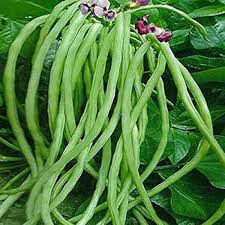 Green Bean Seeds for Planting – Heirloom Non-GMO Garden Seeds