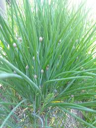 Chive Seeds for Planting – Heirloom Herb Garden Seeds