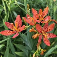 Red Leopard flower seeds