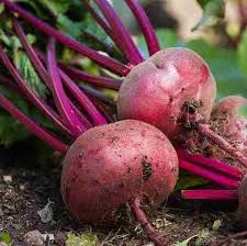 Beetroot Seeds