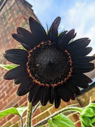 Black Giant flower seeds