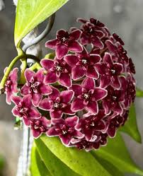 Red Hoya flower seeds