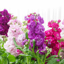 Matthiola Incana flower seeds