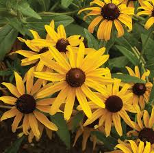 Rudbeckia flower seeds