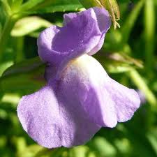 Mimulus Purple flower seeds