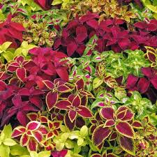 Hosta Coleus flower seeds