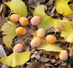 ginkgo tree seeds