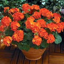 Orange Pelargonium flower seeds